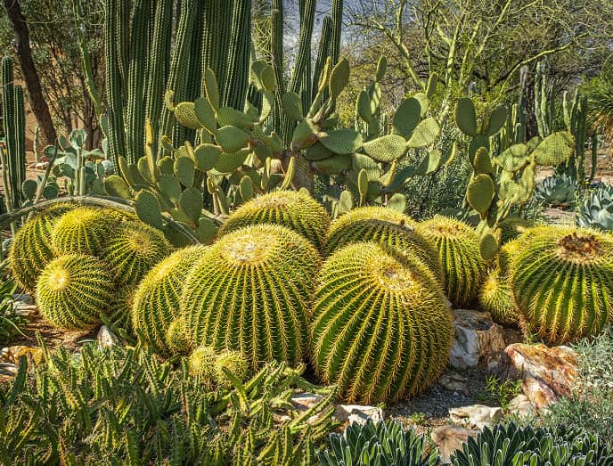 Jardín Botánico Santa Clotilde Colección de cactus y plantas exóticas en un jardín botánico de la Costa Brava